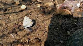 Eastern tailed-blue, recycling on a rock.