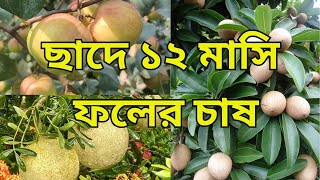 ছাদে ১২ মাসি ফলের চাষ কিভাবে করবেন । How to grow all seasonal fruits on the roof gardening idea.