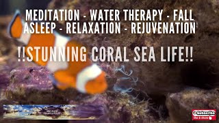 !!STUNNING MARINE CORAL LIFE !! -  MEDITATION - FALL ASLEEP - WATER THERAPY - REJUVENATE - RELAX.