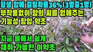 갈퀴덩굴(팔선초)―부작용없는 강력한 항암 약초를 돈을 들이지 말고 들에 나가 채취해 먹자