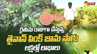 Taiwan Pink Guava Plantation | Taiwan Guava Farming | @SakshiTVSagubadi