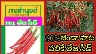 90%జెండా పలికే బెస్ట్ తేజ సీడ్//#mycho #redchilliseed