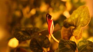 cyclamen timelapse