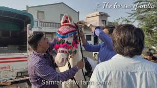 Horse decoration in marriage time - gujarat - Samrat ashv farm panvi