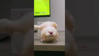 Cute Cat Napping😂😂 #shorts #viral #youtubeshorts #trending #funny #dog #short #subscribe #shortvideo