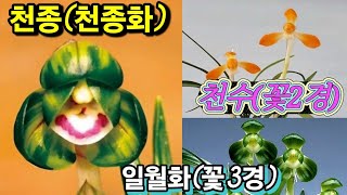 (화순) 난청솔 24/12/10(화) 한국춘란 판매 영상입니다. 상품 [천종(천종화)/천수(전시작품/꽃2경)/일월화(전시작품/꽃3경)] 3점 등록하였습니다.