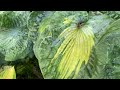 Сад хост в Бийске. hosta garden tour16.07.22 хосты хоста сад садоводство