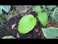 Сад хост в Бийске. hosta garden tour16.07.22 хосты хоста сад садоводство