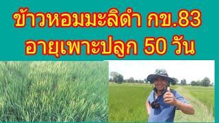 ข้าวหอมมะลิดำ กข.83 อายุเพาะปลูก50 วัน