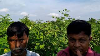 NETSURF BIOFIT RESULT AT SAGANPUR RAMAJI THAKOR   IN COTTON CROP COTACT 9924921393