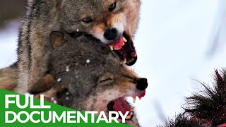 Natural Warriors | Race of Life | Episode 5 | Free Documentary Nature