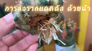 ล่อรากแคคตัส ด้วยน้ำ ช่วยชีวิตได้มาเยอะแล้ว ต้นฟีบ รากเสีย  Rooting Cactus by Water | Grow new root