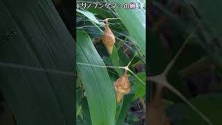 トリノフンダマシの卵！、【ある風景】 #insect #ダボさんtv #昆虫 #未来遺産 #そこにある自然 #いきもの #たまご #トリノフンダマシ