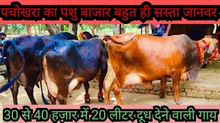 उत्तर प्रदेश का पचोखरा का पशु बाजार गाय भैंस का सबसे बड़ा पशु बाजार #buffelo#cow#pasubajar#pasumandi