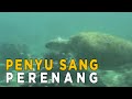 Di pulau ini kita bisa melihat berbagai jenis Penyu | JELAJAH