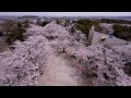 【千葉・木更津】桜咲く太田山公園・きみさらずタワー【april 10 2012】