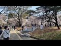 大宮公園の桜 2021年3月27日 土