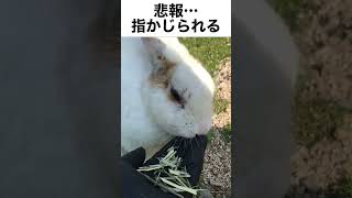 【悲報】白うさぎに指をかじられる…