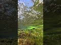 熊本の川の水が綺麗過ぎた nature ヒーリング水の音 asmr underwater relax calm