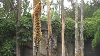 Dreamworld Tiger Tree Climb