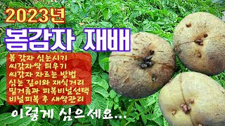 🎖2023년 봄감자재배(3)🥔//심는시기🕓/싹틔우기🌱/씨감자 자르기/감자밭밑거름/심는깊이와 간격/비닐피복종류와 장단점/