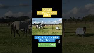 #オーストラリア競馬 #海外競馬 #一口馬主 #共有馬主 #ジャパノズ厩舎