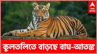 Kultali Tiger: সন্ধের অন্ধকারের সঙ্গে সঙ্গে কুলতলিতে বাড়ছে বাঘ-আতঙ্ক, তৎপর বন দফতর | Bangla News