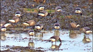 Busy Brent Geese and Little Turnstones Foraging on the Shoreline Rocks / Seashore Wildlife