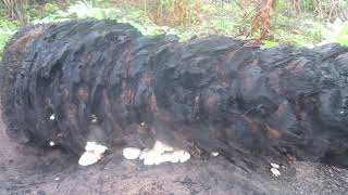 OCDC FARM, Mushroom from dead Palm trees. Special species of Mushroom 🍄 from Igbanke, Edo State.