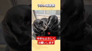 あけましておめでとうございます　＃多頭飼い #黒ラブ #フラット #フレブル