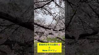 2024年 愛媛県の桜とNewチャリ🙂笑 [石手川公園] #お花見 #桜 #さくら #愛媛県 #renault #ルノー #折りたたみ自転車