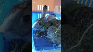 Traumatized Rabbit returned as the fake stolen Rabbit, by Hotel Staff lad