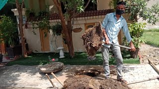 Drain Complaint 59 | Again Facing Roots in Manhole |