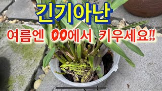 긴기아난 로드게시 OO에서 키우면 절대 안죽어요!!