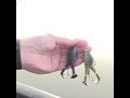 double propeller frog lure