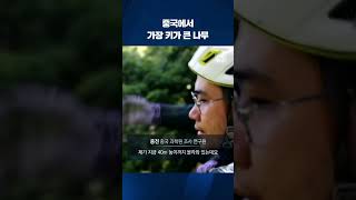 중국에서 가장 키가 큰 나무 #shorts / KBS