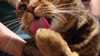 Lick Lick Lick | Caesar the British Shorthair Cat