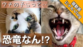 【つらら庵猫動画】つらザウルスとちぴザウルス にゃんVlog 2021.01.09