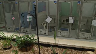 Helping Hands waives dog adoption fees