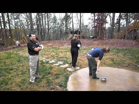German Shepherd Puppy Testing German Shepherd Puppy Testing