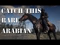 HOW TO GET THE WARPED BRINDLE ARABIAN HORSE. Red Dead Redemption 2.