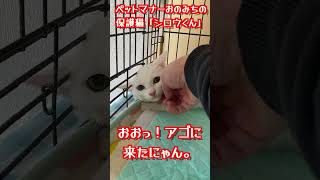 ペットマナーおのみち 保護猫「シロウくん」里親募集中！　#shorts  #cat #猫のいる暮らし #里親募集   #里親さん募集 #猫のいる生活 【ネコいぬワイドショー】シロウくんショート動画