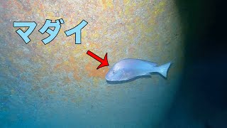 【伊豆ダイビング】洞窟の奥に巨大魚！？