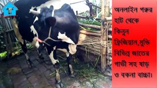 ৫৩ নং উন্নত জাতের গাভী পালন পদ্ধতি || আধুনিক পদ্ধতিতে দুগ্ধবতী গাভী পালন || Dairy Farm in Bangladesh