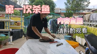 第一次杀鱼过程-内容血腥，请斟酌观看