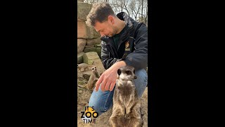 It's Zoo Time mit Stephan! Spannende Einblicke in die Welt der Erdmännchen 💚