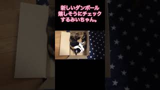 ダンボール箱がキター　Cat happy with new cardboard box   #Shorts  #猫動画 #ねこさん兄妹  #cat #にゃんず #保護猫 #にゃんズ  #猫のいる暮らし