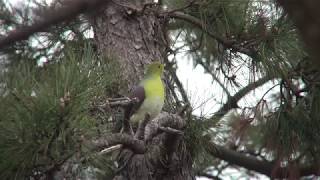 ビデスコ 野鳥 2019.02.03　アオバト　（White-bellied Green Pigeon）