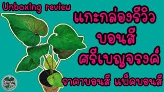 #unboxing #แกะกล่องรีวิว #บอนสี ศรีเบญจรงค์ #caladium #สวนครีมโอ