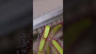 Moth Larva gets eaten by Carnivorous Cape Sundew (Drosera Capensis).